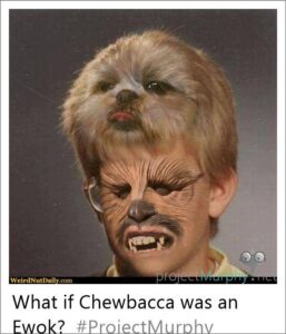 15591933_1344801378917763_1809325289_n-1