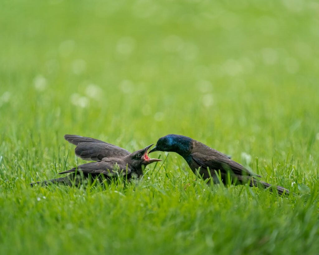 common grackles on green grassy meadow