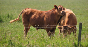 3665845752_7ab89709f2_b_cow