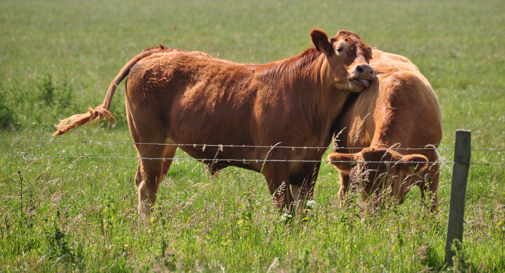 Cow on Cow by xlibber cow photo
