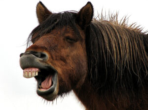 440198755_45d3a9a9d3_b_horse-teeth