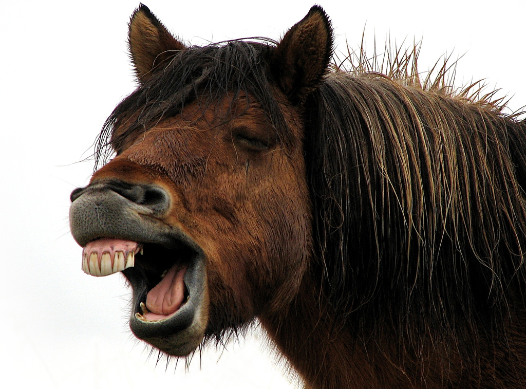 440198755_45d3a9a9d3_b_horse-teeth