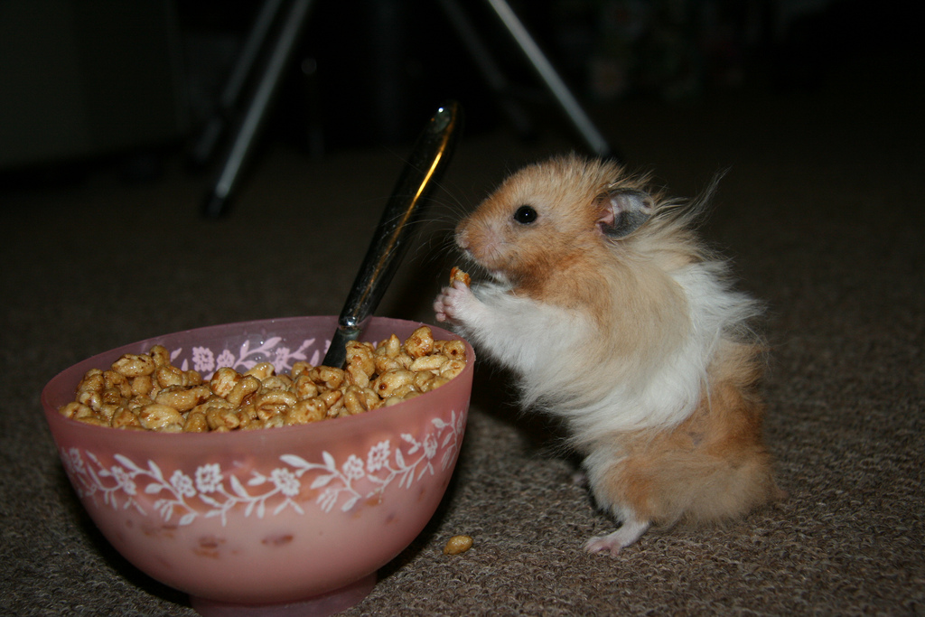 4595499274_e2e01994c8_b_teddy-bear-hamster