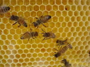 525295078_0b76a981a5_honey-bee