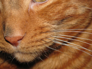 6230681420_02df1b5c82_b_were-cat